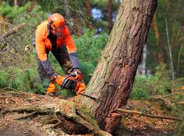 Professional  Tree Services in Netcong, NJ