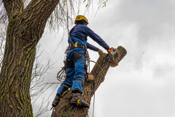 Best Tree Mulching  in Netcong, NJ