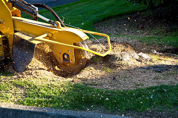 Best Tree Maintenance Programs  in Netcong, NJ